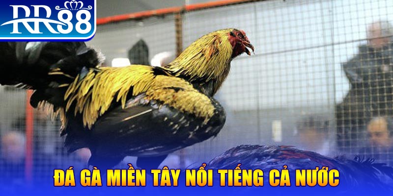 58vin JILI Game Bài 3d